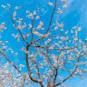 Meet your Posher, Sandi